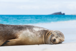 Sleeping seal at the beach of Espagnola, Galapagos archipelago, Ecuador - #8073 - © Thomas Effinger