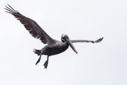 Flying Pelican, Plaza South, Galapagos Archipelago, Ecuador - #9610 - © Thomas Effinger