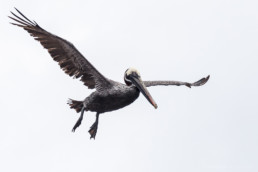 Pelikan im Flug, Plaza South, Galapagos-Archipel, Ecuador - #9610 - © Thomas Effinger
