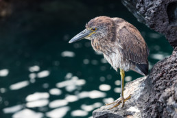 Galapagos-Reiher, Santiago, Galapagos-Archipel, Ecuador - #0473 - © Thomas Effinger