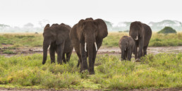 Group of walking elephants, Amboseli National Park, Kenia, Africa - #9859 - © Thomas Effinger