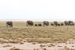 Elefantengruppe auf der Wanderschaft, Amboseli Nationalpark, Kenia, Afrika - #9986 - © Thomas Effinger