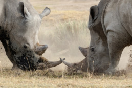 Nashörner, Nakuru Nationalpark, Kenia, Afrika - #4845 - © Thomas Effinger