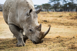 Nashorn, Nakuru Nationalpark, Kenia, Afrika - #4896 - © Thomas Effinger