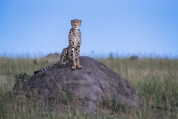 Gepard im Abendlicht, Masai Mara, Kenia, Afrika - #0832 - © Thomas Effinger