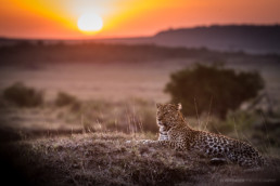 Leopard bei Sonnenuntergang, Masai Mara, Kenia, Afrika - #8236 - © Thomas Effinger