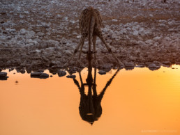 Drinking Giraffe in the Etosha National Park, Namibia, Africa - #8269 - © Thomas Effinger