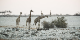 Giraffen im Etosha Nationalpark, Namibia, Afrika - #8833 - © Thomas Effinger