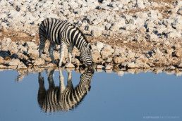 Zebra im Etosha Nationalpark, Namibia, Afrika - #8722 - © Thomas Effinger