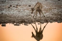 Drinkende Giraffe an einem Wasserloch, Etosha Nationalpark, Namibia - #8790 - © Thomas Effinger