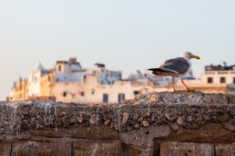 Essaouira, Marokko | 6387 | Copyright Effinger