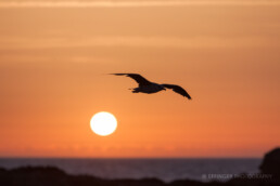 Essaouira, Marokko | 6449 | Copyright Effinger