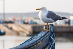 Essaouira, Marokko | 6498 | Copyright Effinger