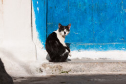Essaouira, Marokko | 6604 | Copyright Effinger