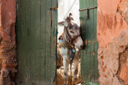 Medina Impressionen, Marrakesch, Marokko | 9353 | Copyright Effinger
