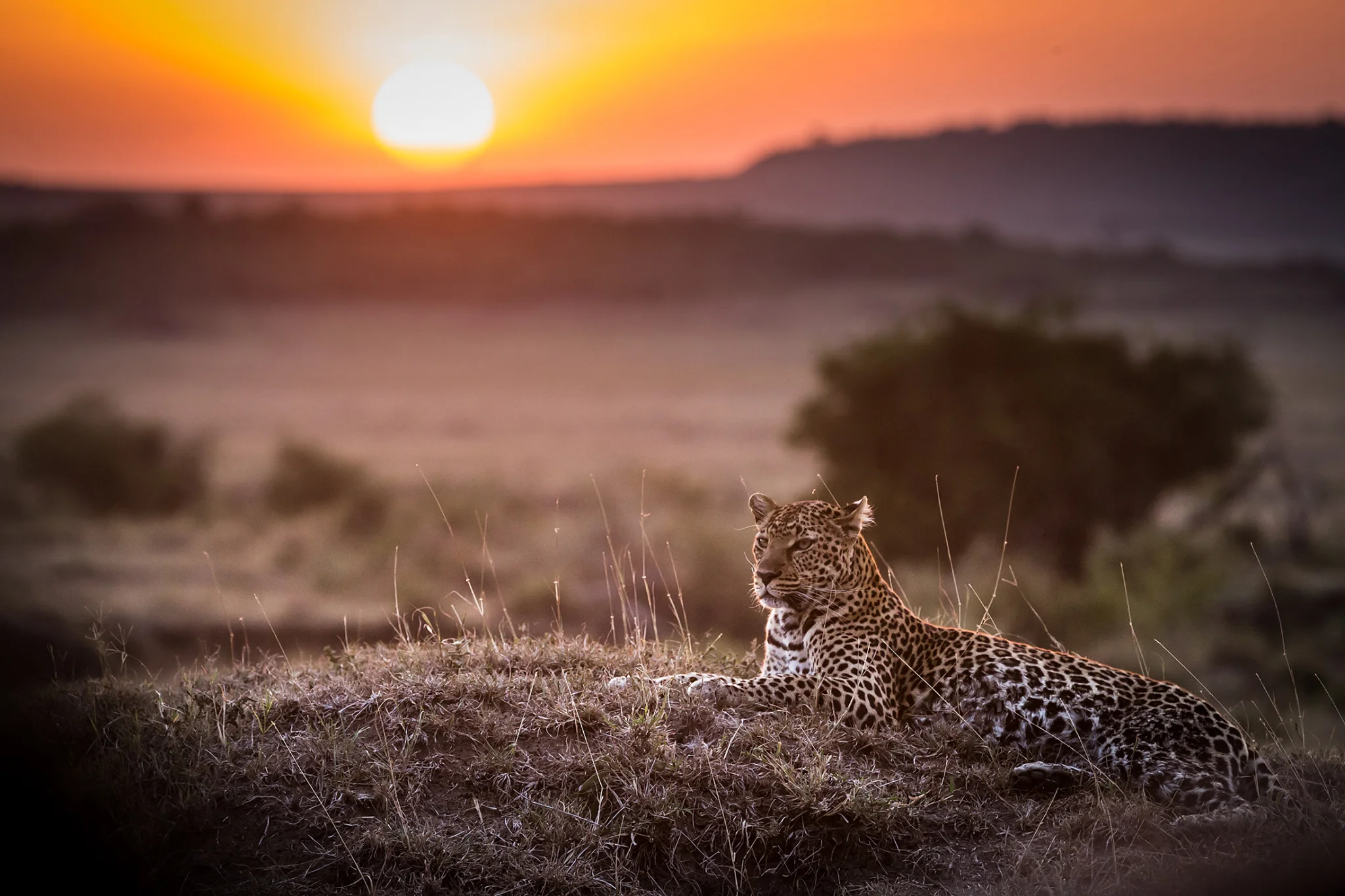 Leopard, Masai Mara, Kenia | 8236 | © Effinger